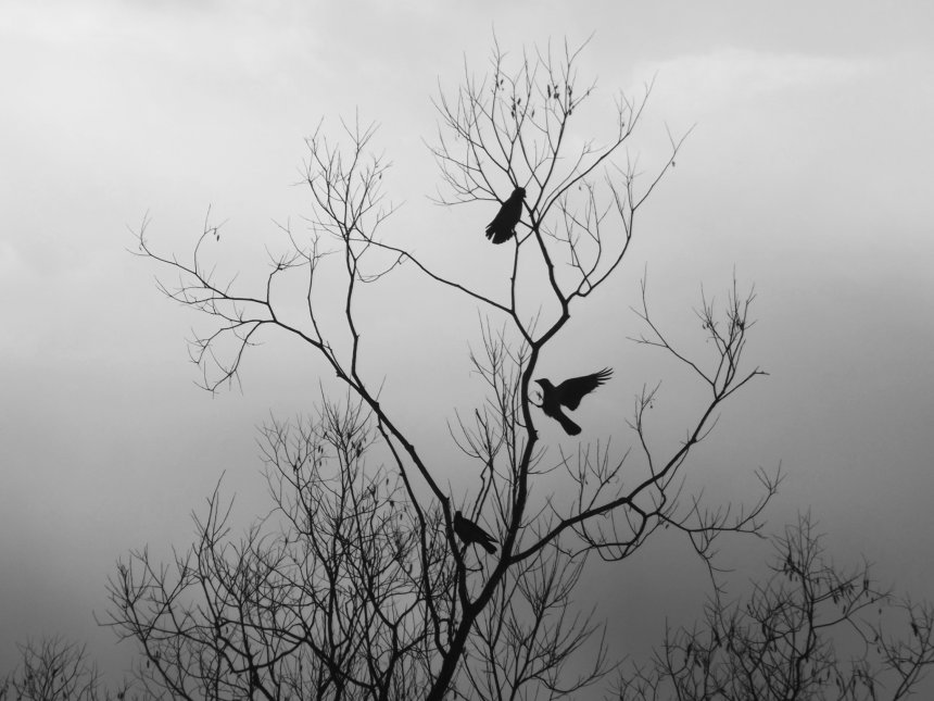 Тайны забытого сада - Ксения