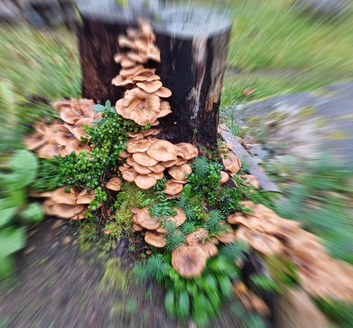 Красивые поганочки в суровой Карелии - Дина