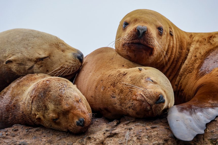 Отдых ушастых тюленей - Юрий