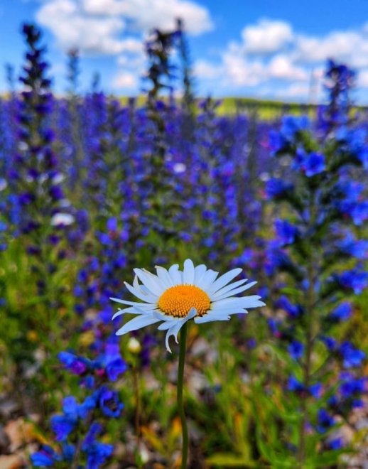 Белое в окружении синего -  