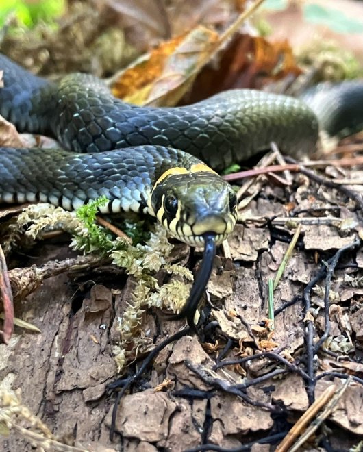 Он показал мне язык! -  