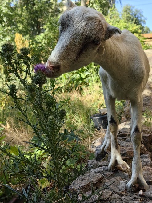 Цветочный гурман - Елизавета