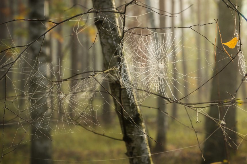 Осенние сети -  