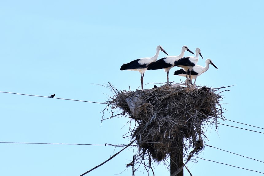 Крымские стражи -  