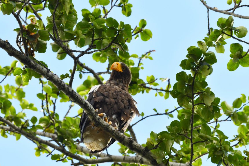 Хищный, величественный, белоплечий! - Мирослав Бабушкин