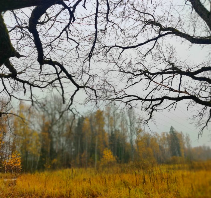 Осень тянет свои 