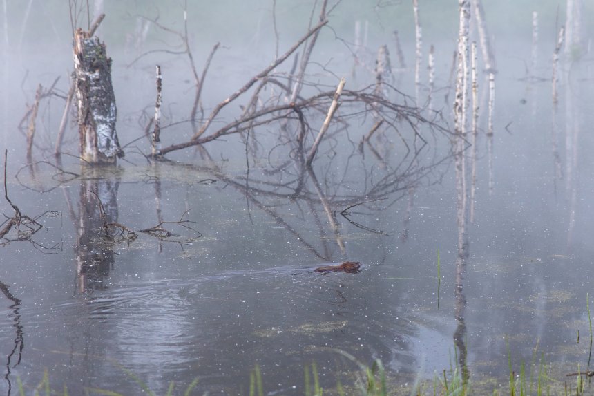 Бобр в тумане - Некрасова Ольга Михайловна