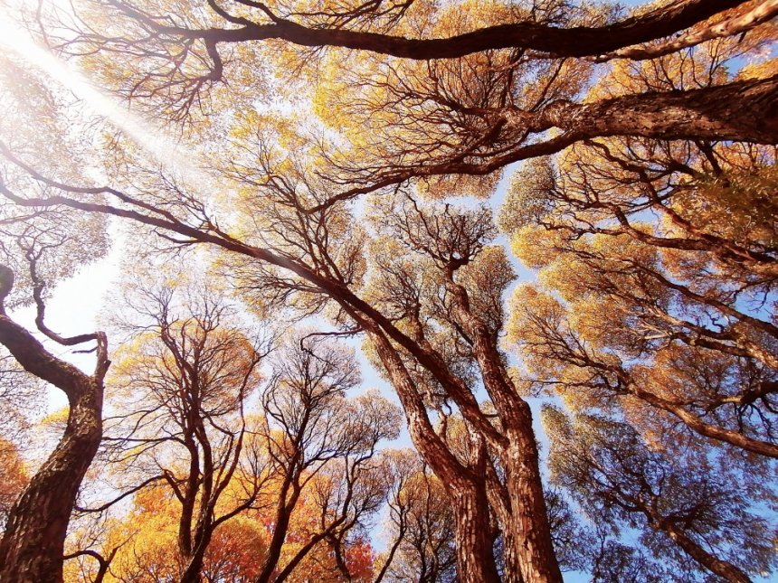 Небо в Невском лесопарке -  