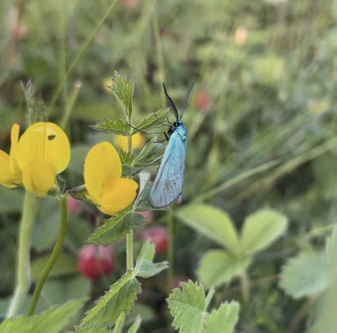 с бабушкой на землянике -  