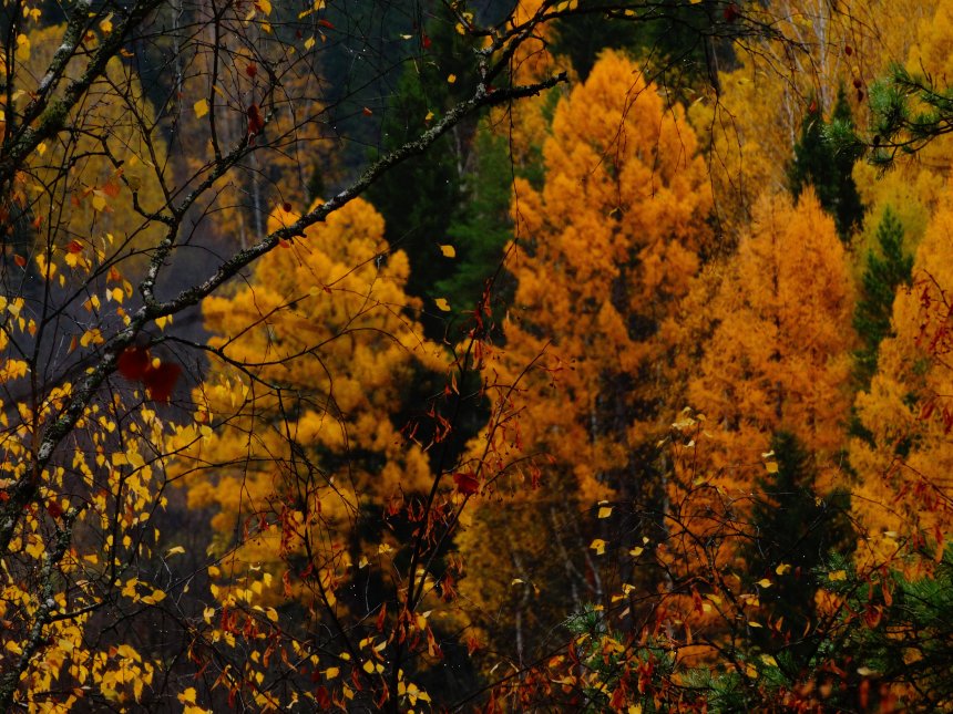 Красота осени в деталях - Эвелина