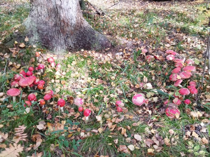 Мухоморный хоровод - Нужнова Ольга
