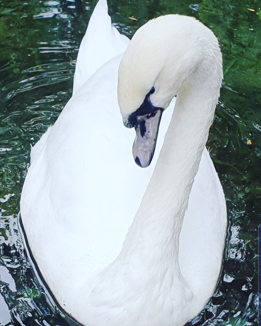 Лебедь - Ваган