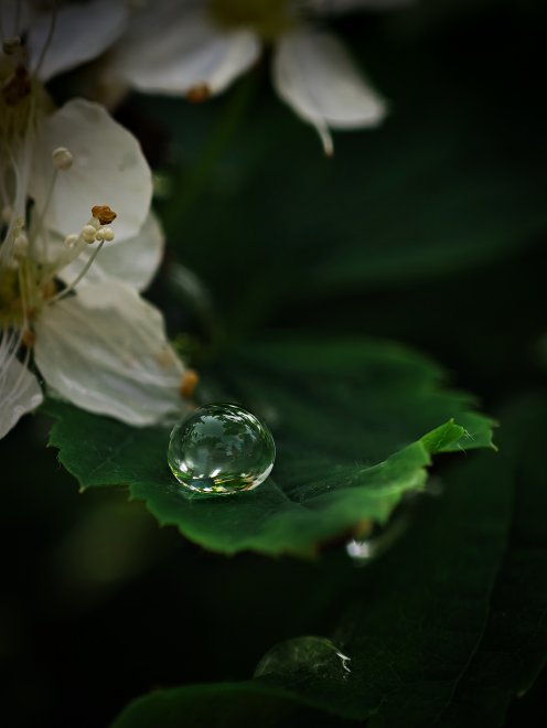 Капля, как рождение жизни - Максим