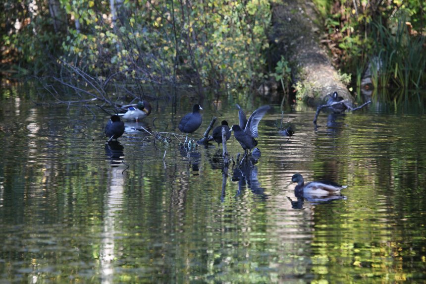 Гармония уток на воде - Танзиля Завьялова