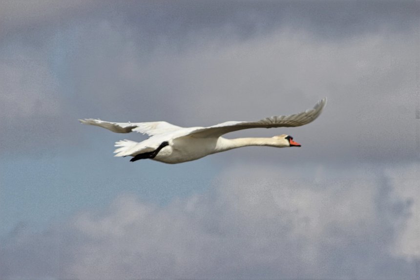 Полëт - Ольга Сергеева