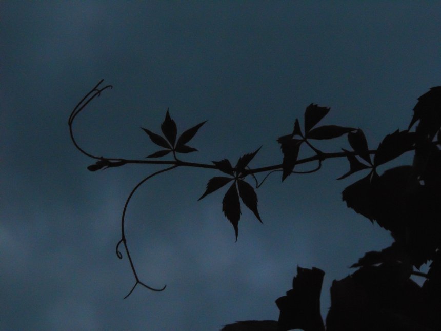 Очертание листьев -  