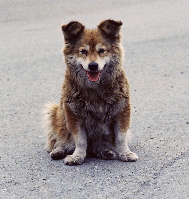 Рыжка - Сергей