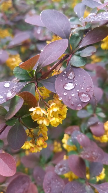 Аромат дождя -  