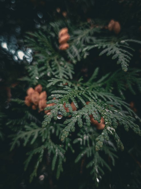 после дождя - Светлана