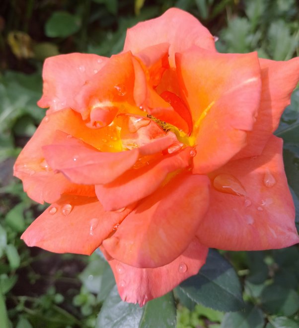 Красавица роза - София