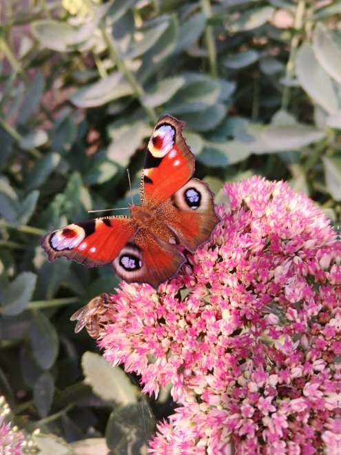 Красивые работницы - Елена