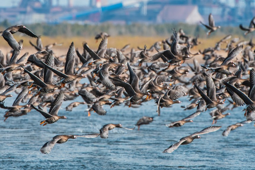 Бесконечность в клювах -  