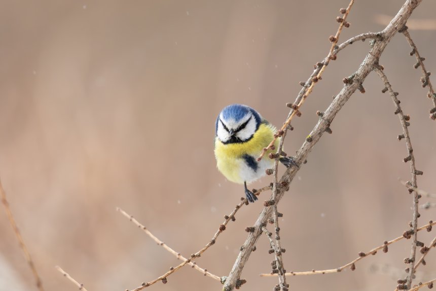 Обыкновенная лазоревка -  