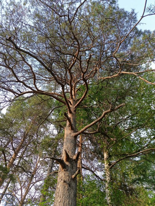 Немного кучерявая. - Алевтина Онопко