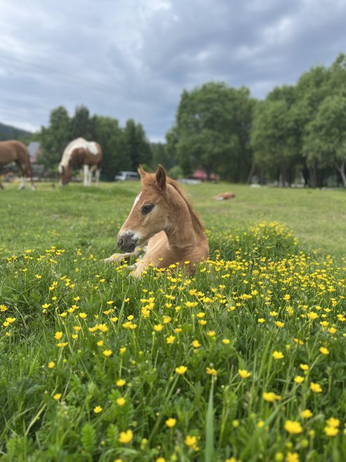 Житель Алтая - Троян Ирина Эдуардовна