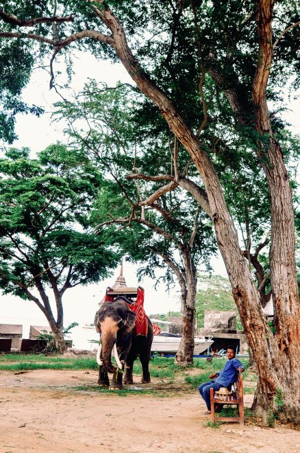 The hard work of elephants - Анна Орманжи (1/3)