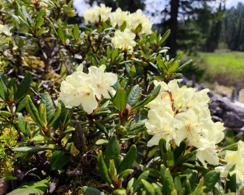 Горный цветок - Ирина