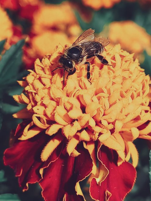 Летние краски -  