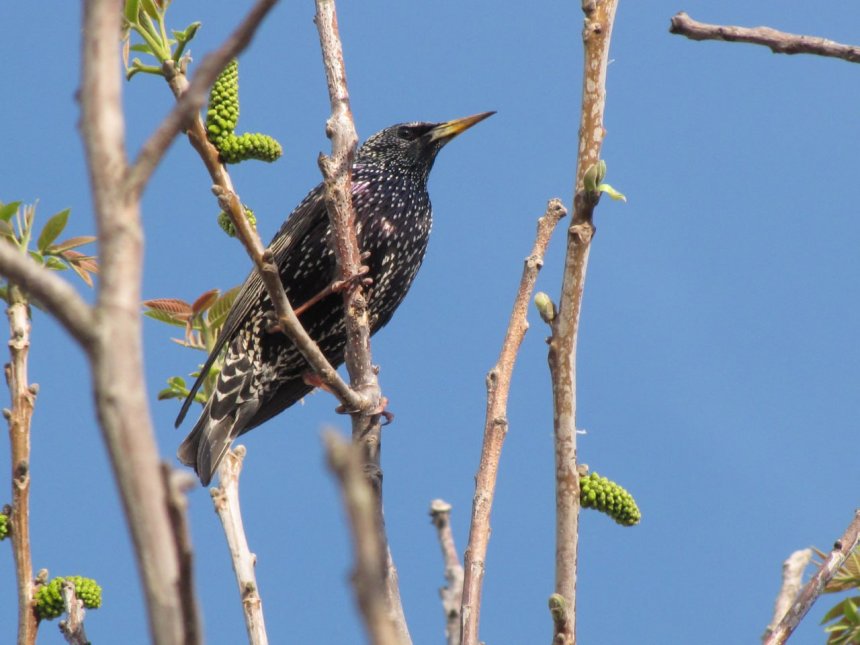 Скворцы прилетели - Vikk Vikki