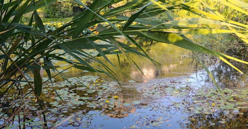 Камыш над монастырским озером - Людмила Семенчук