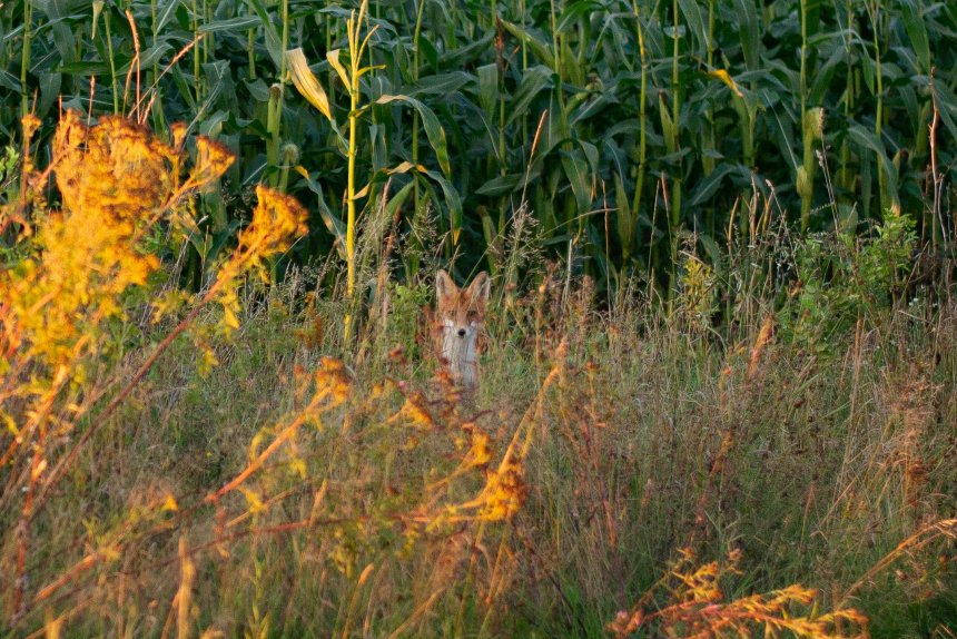 Сестричка - Оксана