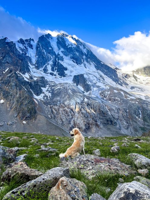 Пес, покоривший сердце - Юлия