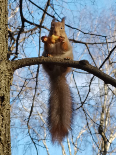Белочка в зимнем лесу. - Екатерина Поторочина