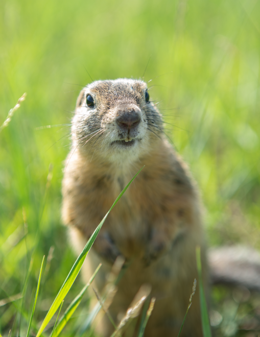 Застенчивый суслик -  