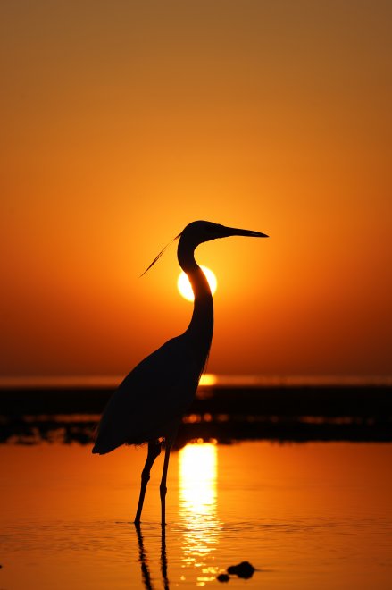 Страж прибрежья (Guardian of the Shore) - Алексей Шаврин
