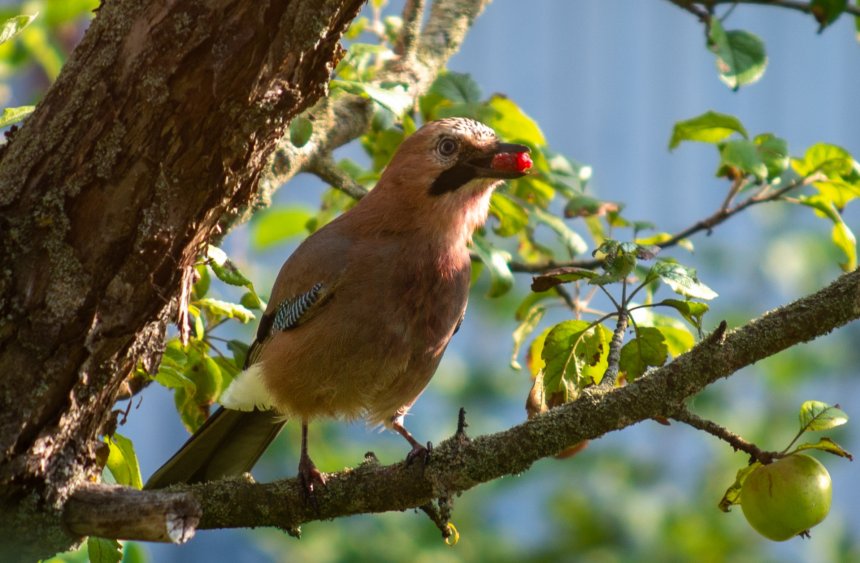 Сойка. - Василий