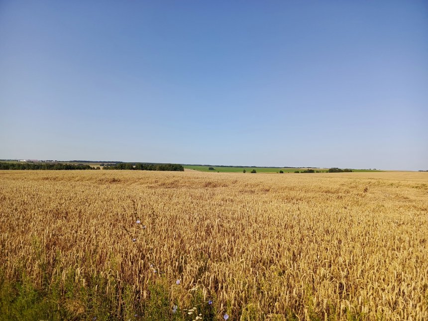 В России-царице, рожь колосится - Наталья Селькина