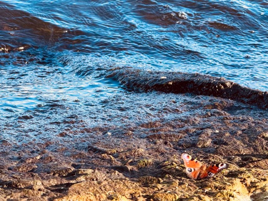 Морская бабочка -  