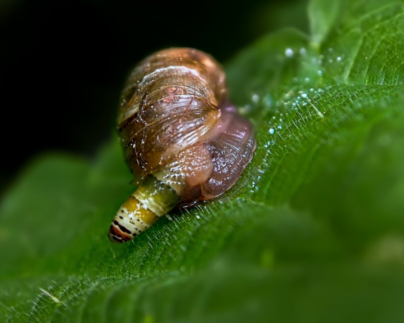Обреченная улитка -  