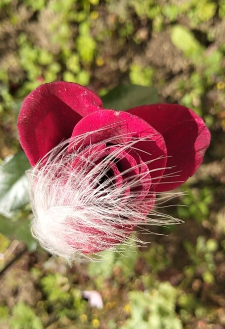 Перо любви) - Юлия