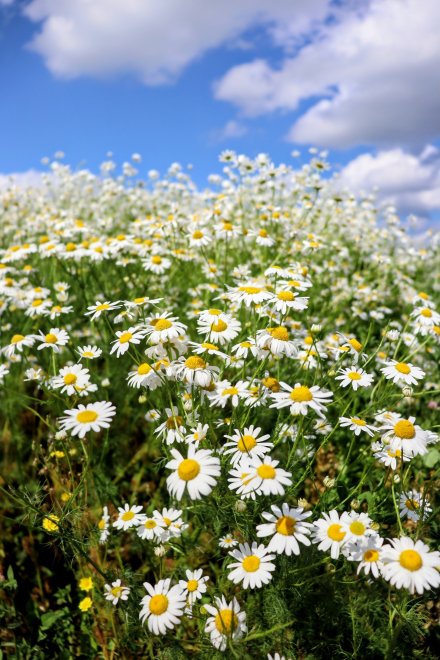 Летнее настроение - Екатерина