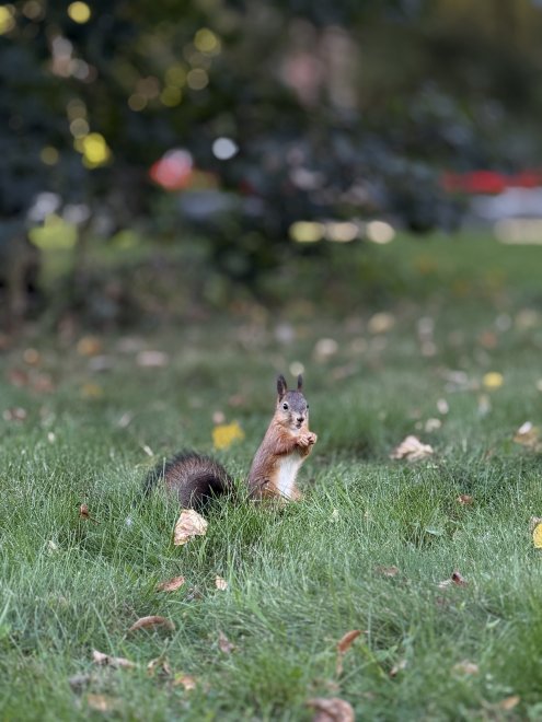 Белочка - Мария