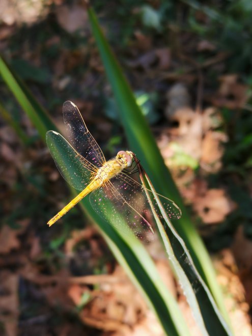Стрекоза - Алёна