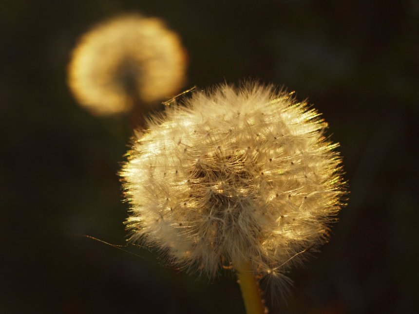 Одуванчики на закате -  
