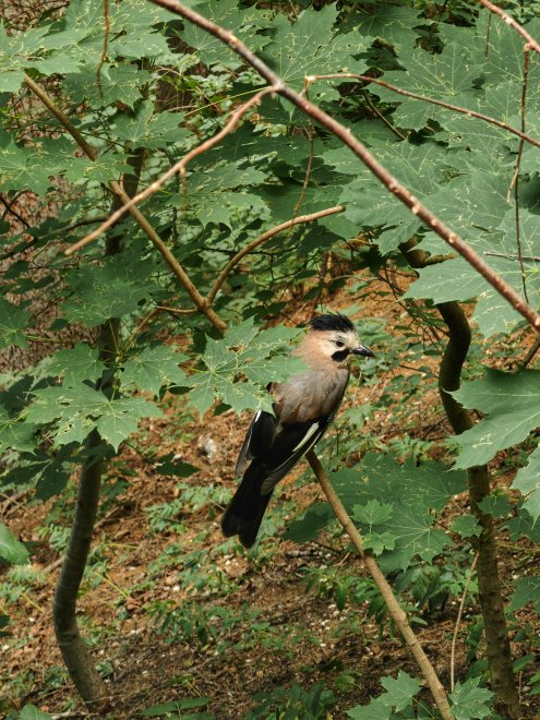 Сойка - Анна