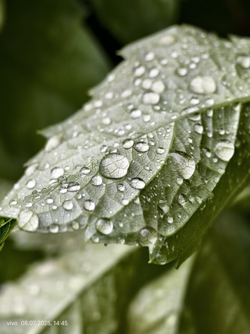 Капли дождя на листе - Ильяс